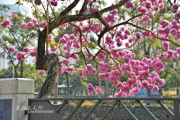 台中潮洋環保公園旁盛開的紅花風鈴木 (圖片提供／飛翔在天際)