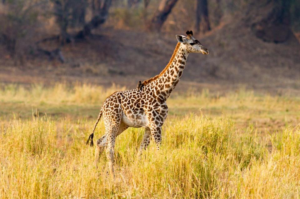 51) South Luangwa Valley, Zambia