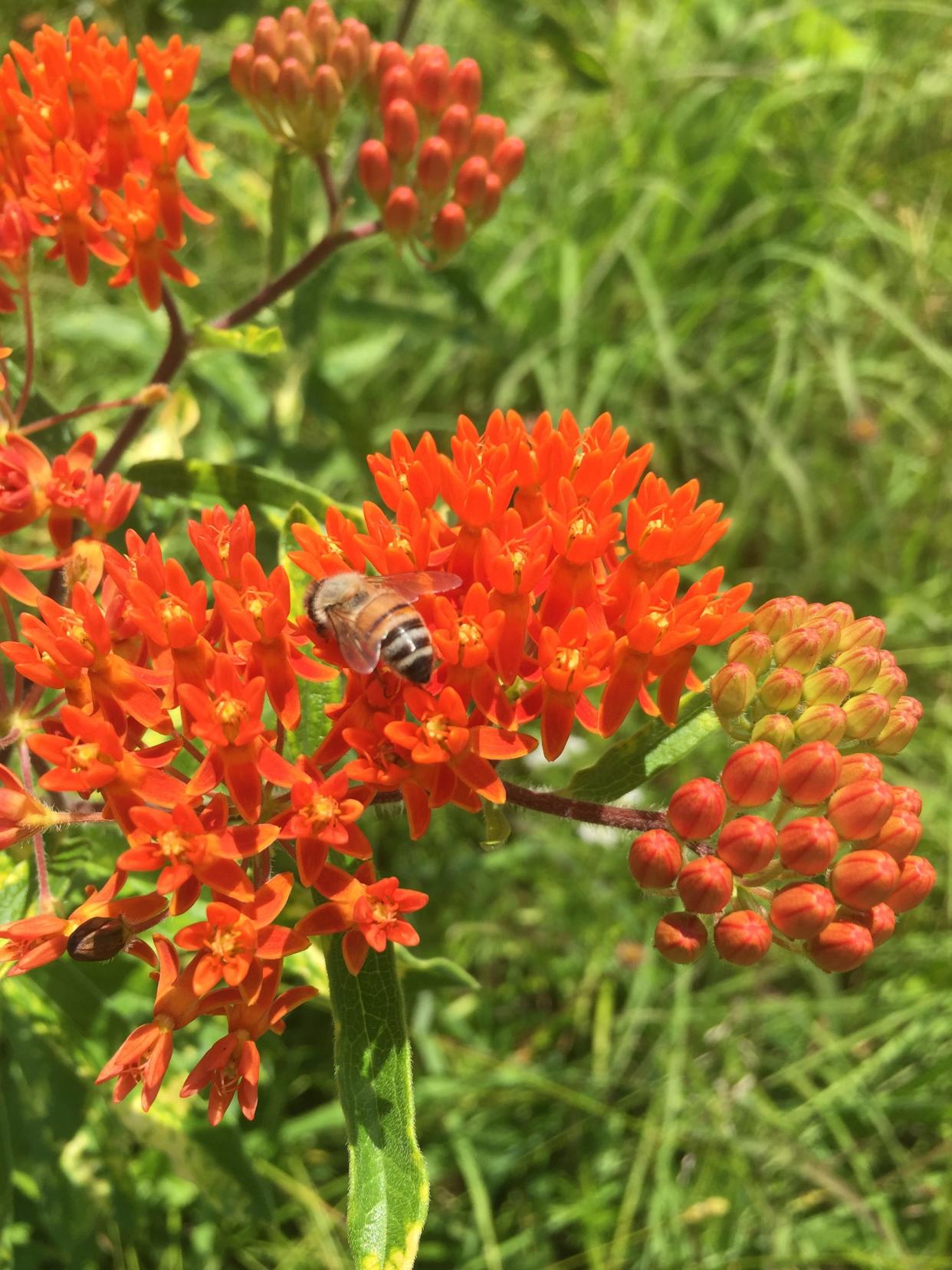 Asclepias tuberosa - butterfly milkweed: The cheerful orange blooms of this Kentucky native plant are common in open fields and along roadsides all over the commonwealth. Butterfly milkweed is the most popular milkweed for sunny gardens.