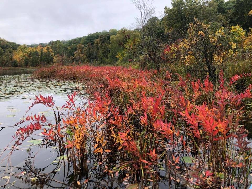 Swamp loosestrife turns red last week along the shore of a lake north of Kalamazoo.