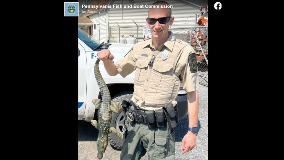 Officials with the Pennsylvania Fish and Boat Commission went searching for an alligator sighted along the Frankstown Branch Juniata River and made an unexpected catch.