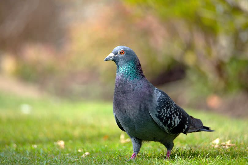 Pigeons are notorious for littering gardens with their droppings and feathers -Credit:Getty Images