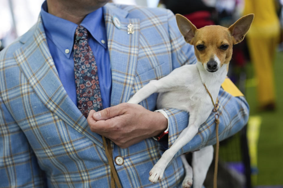 Tox fox terrier Half Pint is carried by his handler at the 148th Westminster Kennel Club Dog show, Monday, May 13, 2024, at the USTA Billie Jean King National Tennis Center in New York. (AP Photo/Julia Nikhinson)