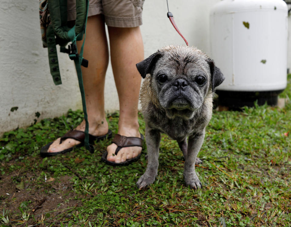 A wet dog waits with his owners as they await rescue from rising flood waters in the aftermath of Hurricane Florence in Leland, North Carolina, U.S., September 16, 2018.&nbsp;