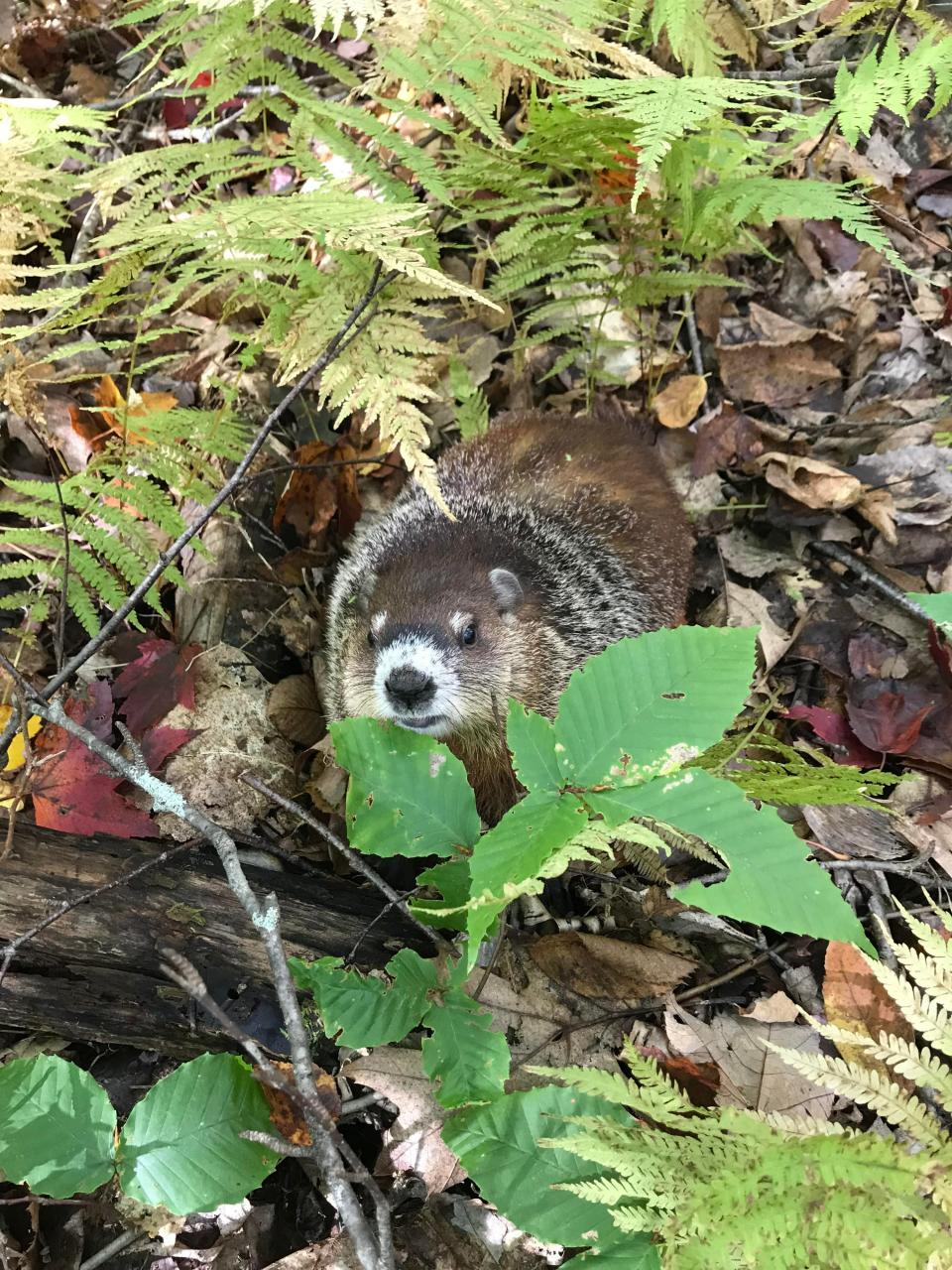Kathi McCue, a wildlife rehabber in Bowdoin, Maine, recently saw a groundhog emerge from hibernation due to the unusually warm winter temperatures.