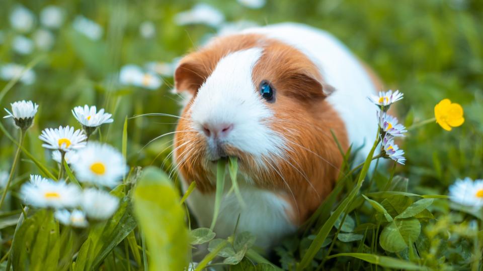 Guinea Pig