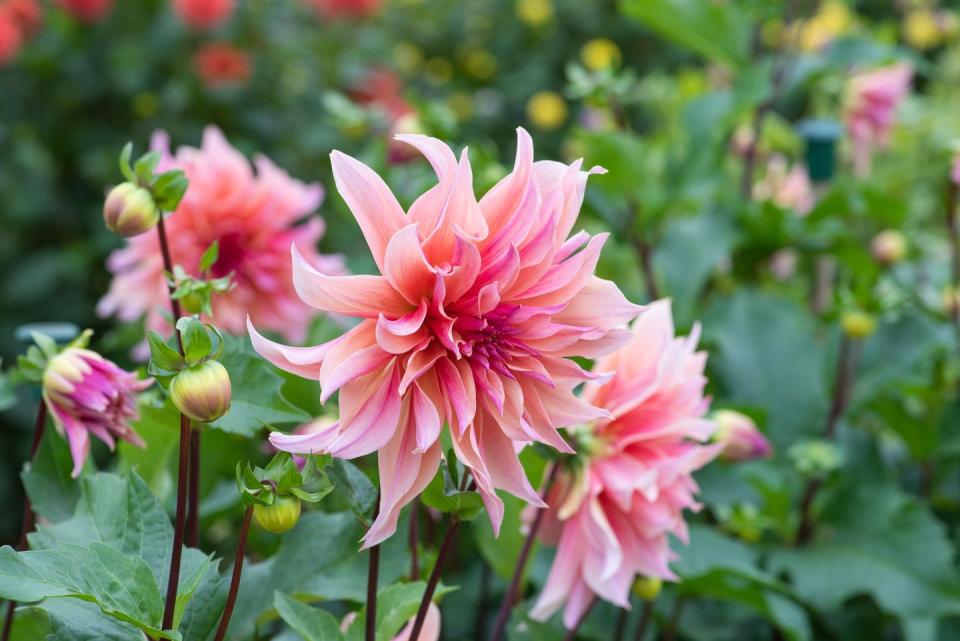 dahlia 'labyrinth'