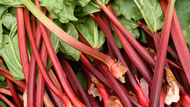 Fresh rhubarb stalks with leafy greens