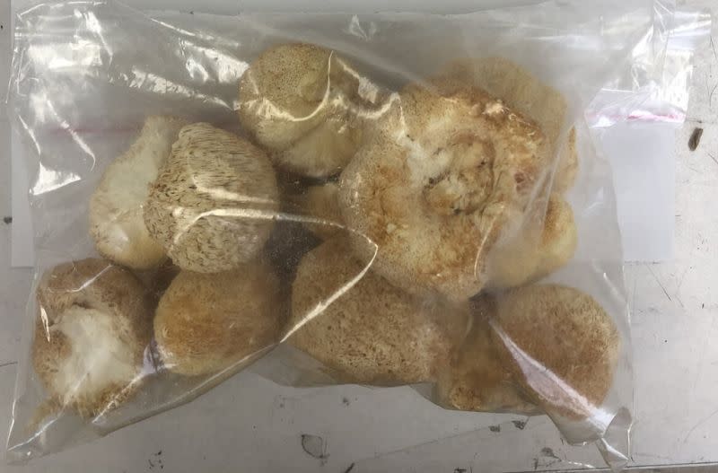 ▲食藥署今（29）日宣布，自明（30）日至12月29日止，暫停受理中國乾猴頭菇進口一個月。（圖／食藥署提供）