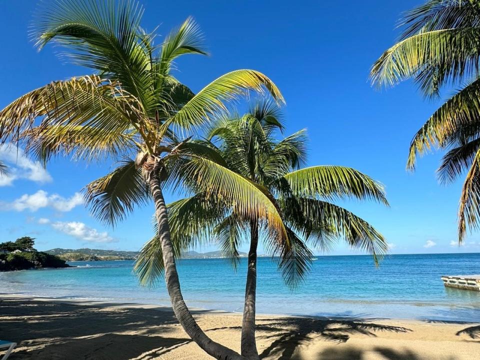 Palm trees on the beach on a sunny day.