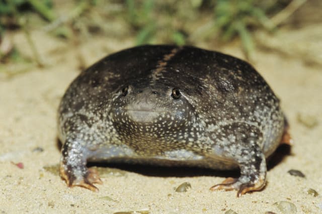 World's ugliest animals Mexican burrowing toad