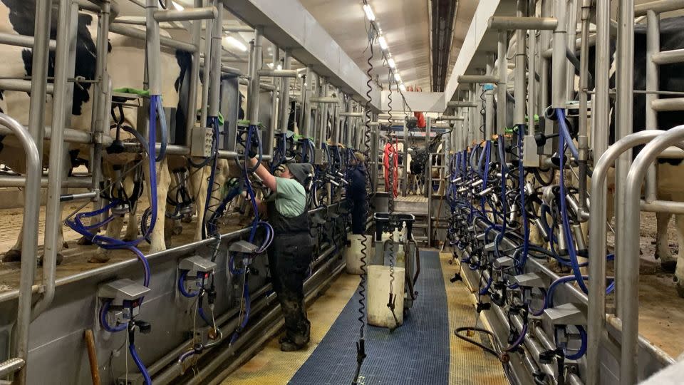 Cows being milked at Penn State for ice cream, milk, butter and cheese production. - Amanda Hobor/CNN