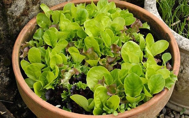 Pick and come again lettuce salad leaf vegetables growing in a terracotta pot - Credit:  Nigel Cattlin / Alamy Stock Photo