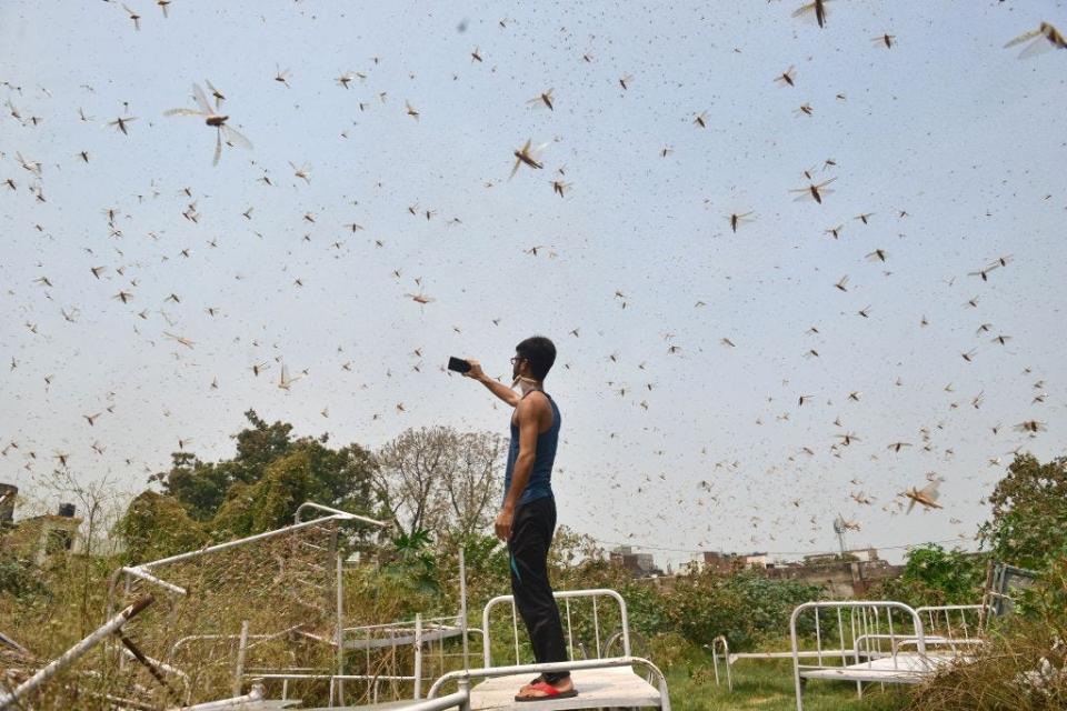 A man takes pictures of a swarm of locusts in Allahabad, India, on June 11, 2020.
