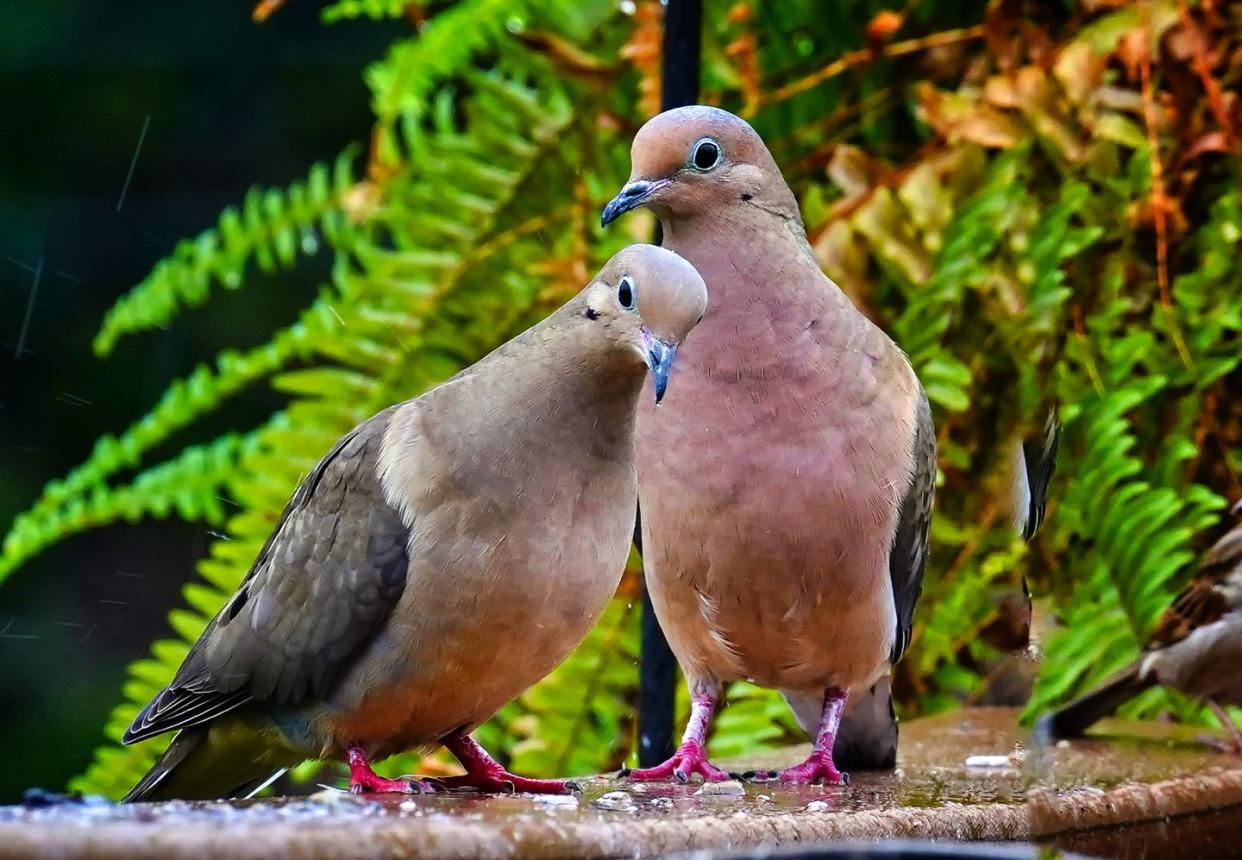 a pair of mourning doves sitting on a surface, one looking toward camera with ferns in the background