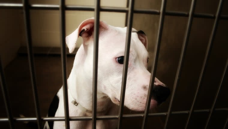 BARCS Animal Shelter Overfilled, Waives Dog Adoption Fees