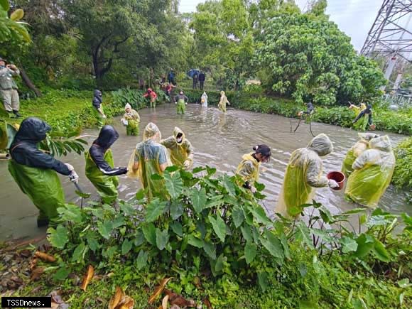 明緯企業率領員工及眷屬於漳和濕地清除濕地外來入侵植物。（圖：新北勞工局提供）