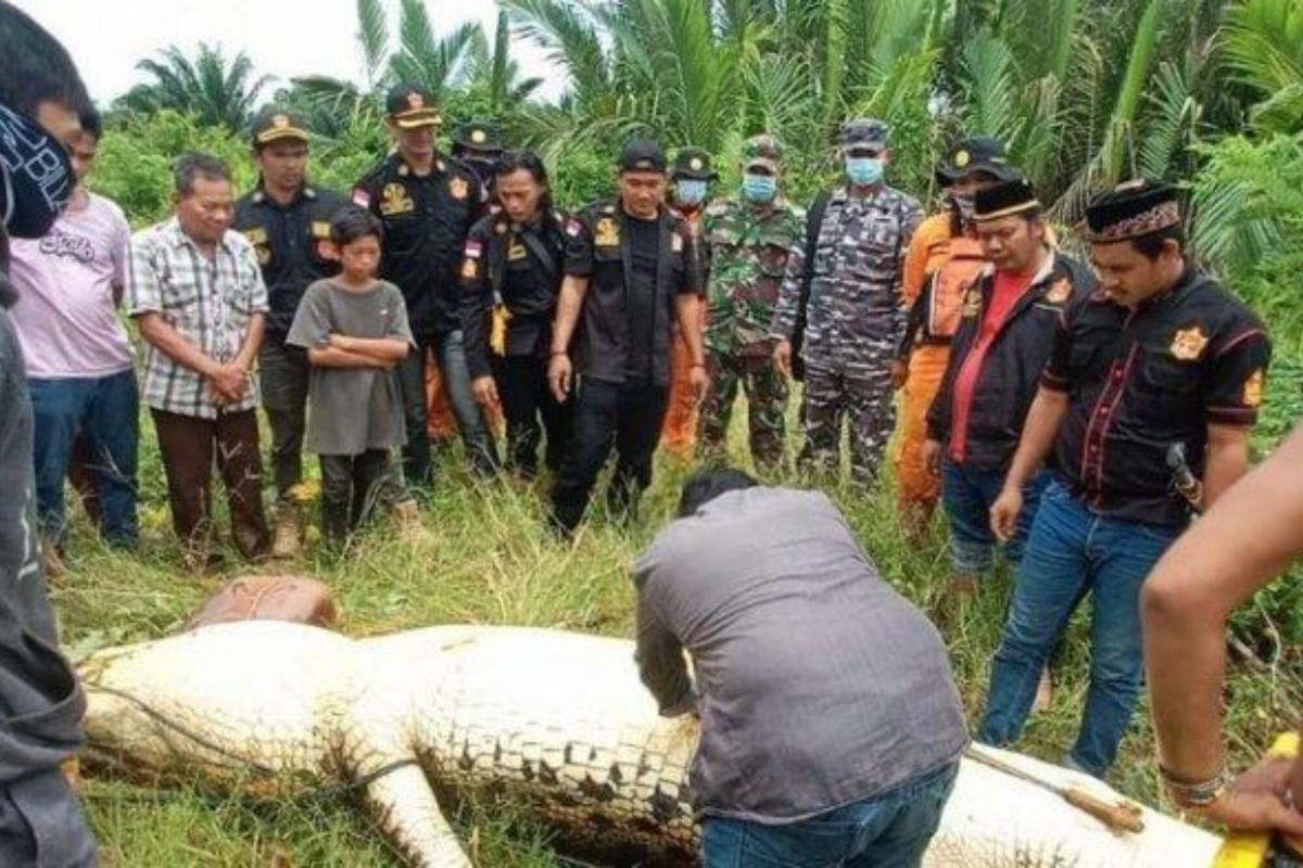 Horror: un cocodrilo se traga a un niño, los vecinos lo matan y recuperan  el cuerpo