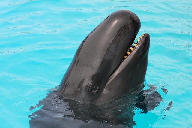 Remarkable video showed a false killer whale twirling and 'twerking' in  front of divers. The species is known to socialize with humans, even  bringing them large fish.