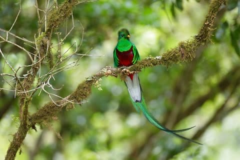 Resplendent quetzals make people deliriously happy - Credit: GETTY