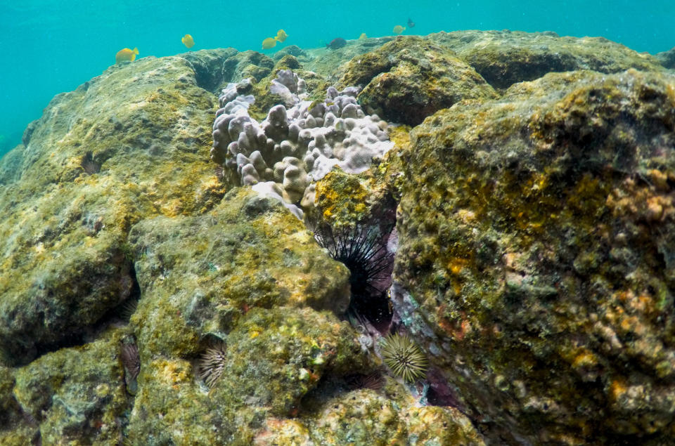 In this Sept. 12, 2019 photo, sea urchins and fish are seen near bleaching coral in Kahala'u Bay in Kailua-Kona, Hawaii. Just four years after a major marine heat wave killed nearly half of this coastline’s coral, federal researchers are predicting another round of hot water will cause some of the worst coral bleaching the region has ever seen. (AP Photo/Caleb Jones)