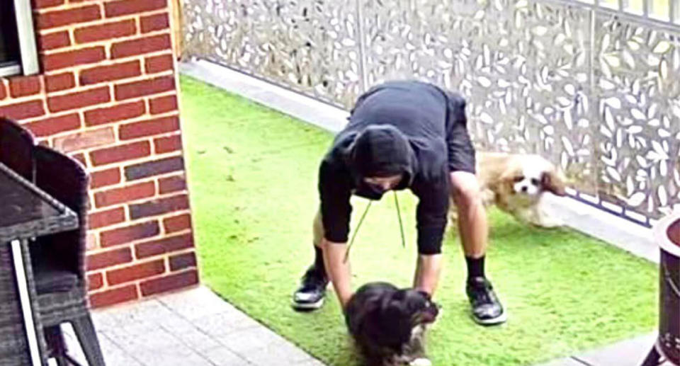 Man caught stealing dog from Perth backyard.