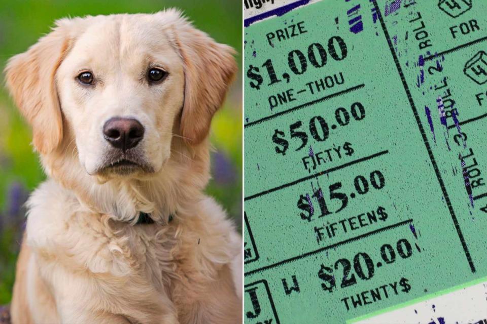 <p>getty</p> A stock photo of a golden retriever (left) with a scratch-off lottery ticket (right)