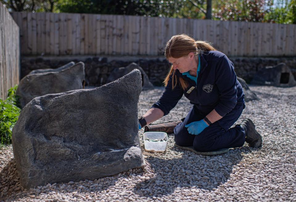 The penguins are usually found on the coastal shores of Peru and Chile. (Picture: Chester Zoo)