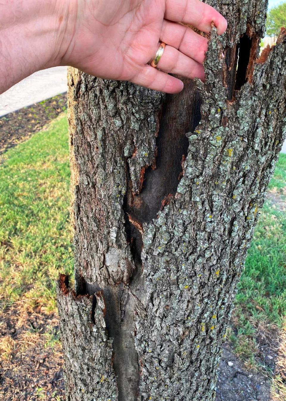 Severe radial “shaking” of the bark of a live oak tree caused by the extreme cold that hit Texas in February 2021.