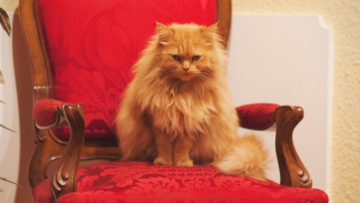 Persian cat on throne