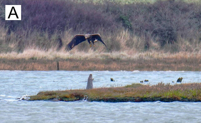 Les phoques gris auraient développé un mécanisme pour éloigner les aigles des poissons, en aboyant et crachant.