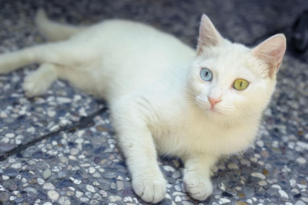 A Turkish Van cat with a blue eye and an amber eye, laying on a tiny stone mat, selective focus, looking towards the left