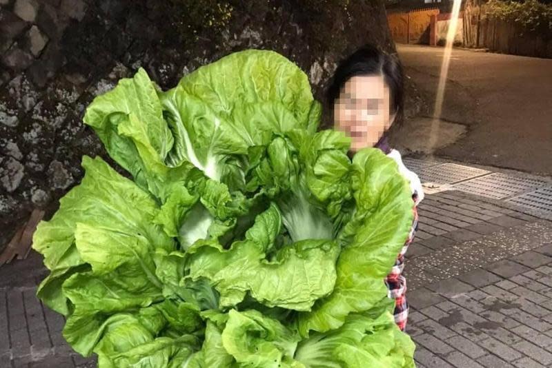 網友曝自家母親中出「最狂尺寸」的等身高長年菜。（翻攝自爆廢1公社）