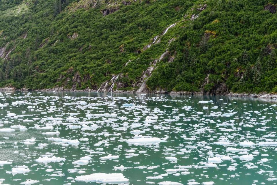 The warmer weather of Alaska in June is a good reason for travelers to visit. 
pictured: melting glaciers and lush green forest of Alaska