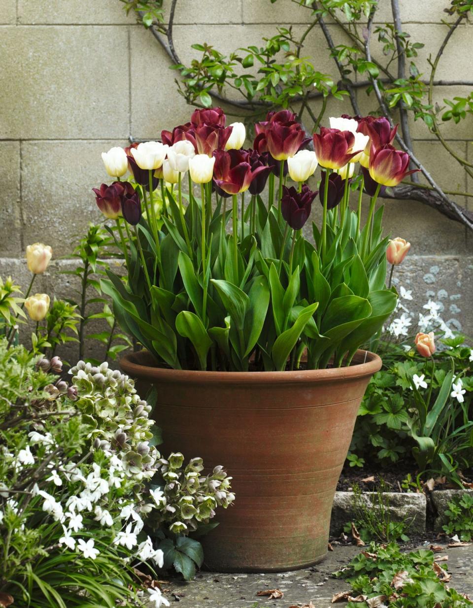 Large containers filled with bulbs can make a big impact in small gardens (Handout)