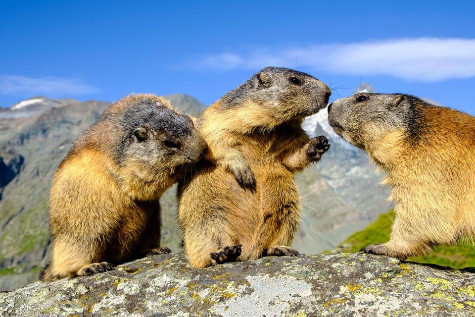 <p>These marmots look like they're sharing the juiciest piece of gossip that's going to rock the marmot world.</p>