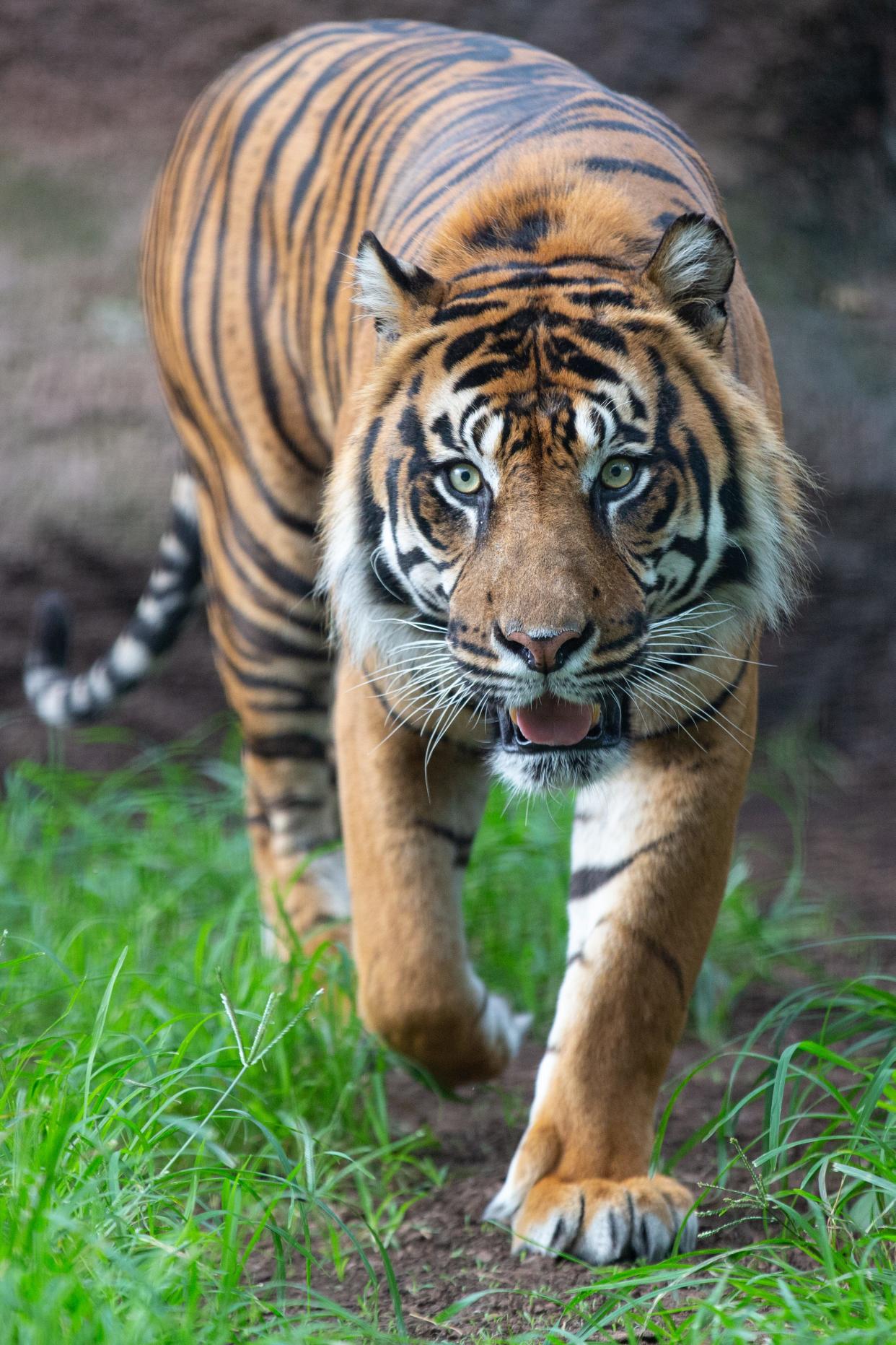 Thomas, an 11-year-old Sumatran tiger, on Thursday prowls in his enclosure at the Topeka Zoo.