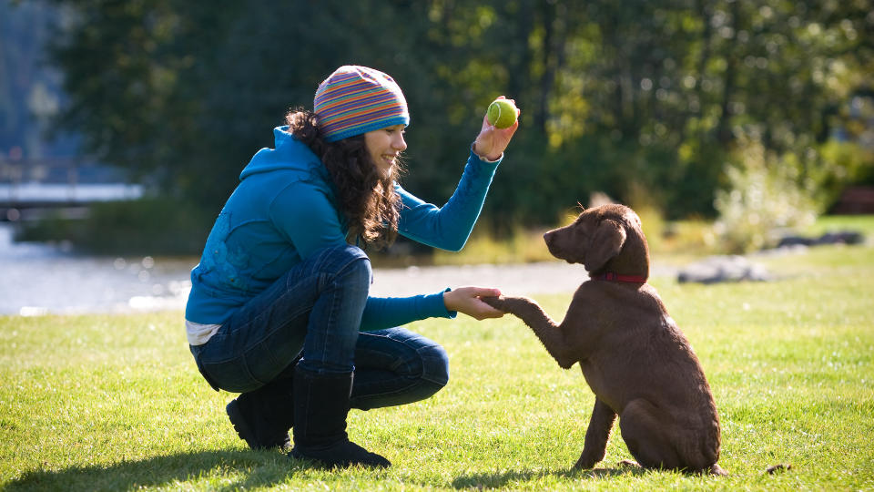 Puppy learning to shake hands