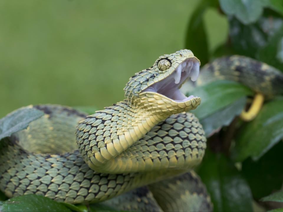 <p>Venomous Bush Viper Snake (Atheris squamigera) with Open Mouth</p> ((Getty Images/iStockphoto))