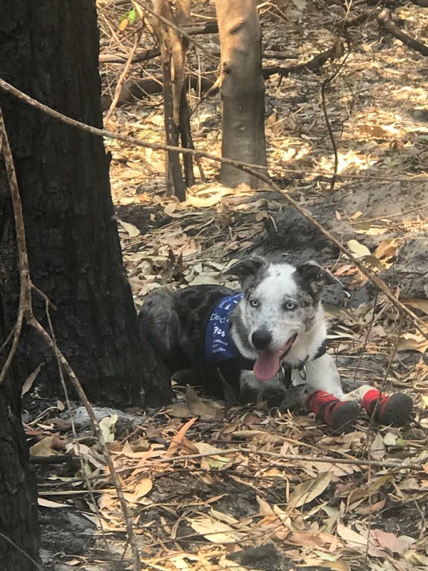 Foto obtenida de redes sociales de "Oso", un perro que ayuda a buscar koalas en medio de los incendios que asolan Australia, en Queensland. Nov 20, 2019. Crédito obligatorio INSTAGRAM/@ficlarkphotography/via REUTERS