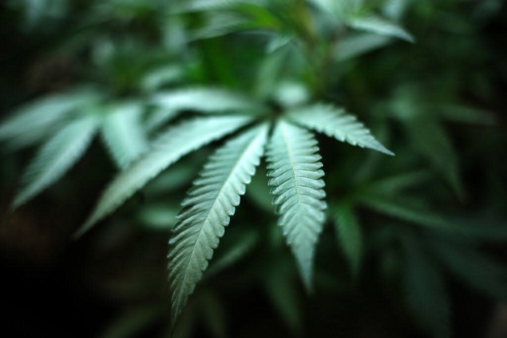Ohioans can now legally grow and possess cannabis at home, but cannot legally buy it..
