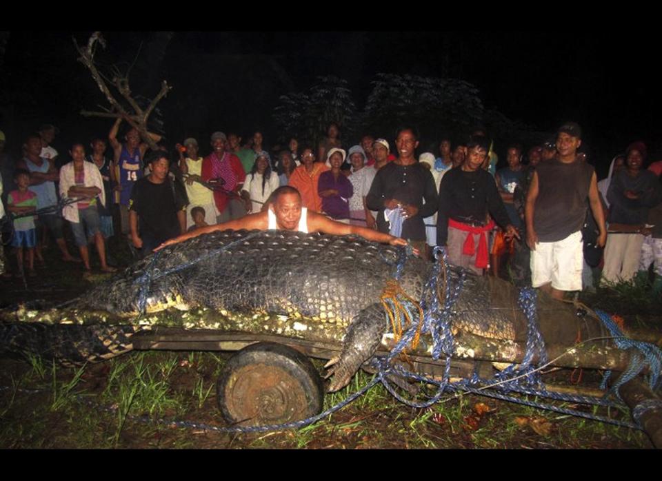 In this Sept. 4, 2011, photo, Mayor Cox Elorde of Bunawan township, Agusan del Sur Province, pretends to measure a huge crocodile, known as Lolong, which was captured by residents and crocodile farm staff along a creek in Bunawan late Saturday in southern Philippines. Elorde said that dozens of villagers and experts ensnared the 21-foot (6.4-meter) male crocodile along a creek in his township after a three-week hunt. It was one of the largest crocodiles to be captured alive in the Philippines in recent years. 