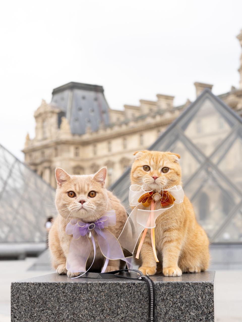 Mocha and Sponge Cake in front of the Louvre Museum in Paris, France.