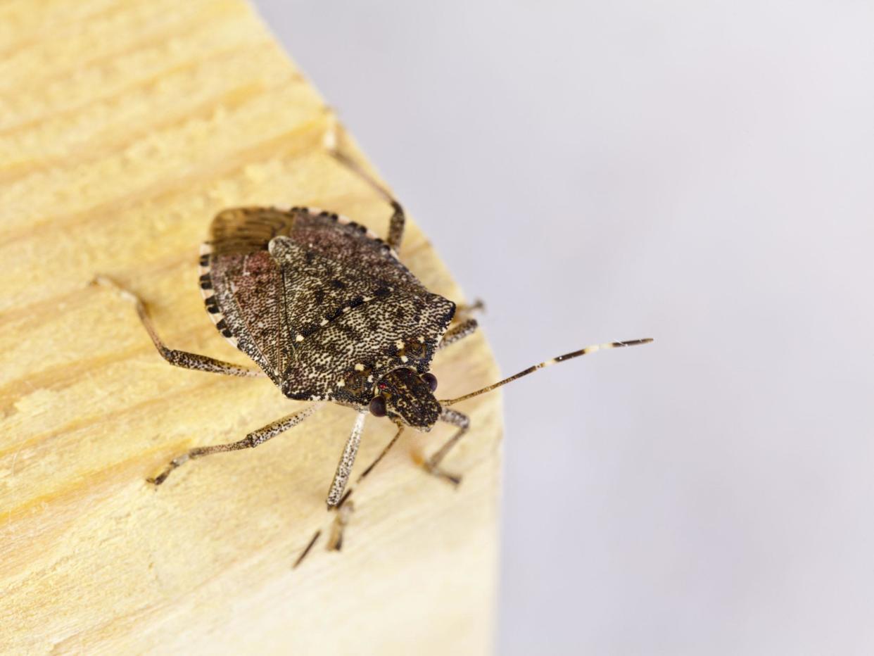 Six generations of the brown marmorated stink bug can be born within a single year: Getty/iStock