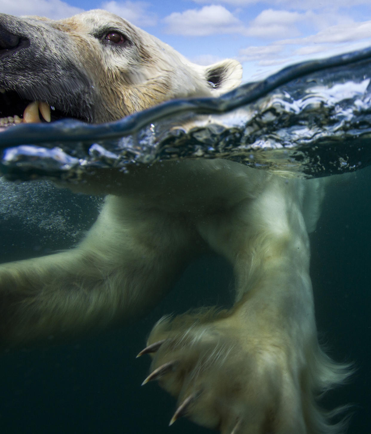 https://www.gettyimages.com/detail/photo/underwater-polar-bear-hudson-bay-nunavut-canada-royalty-free-image/534981736?phrase=Underwater+Polar+Bear%2C+Hudson+Bay%2C+Nunavut%2C+Canada&adppopup=true