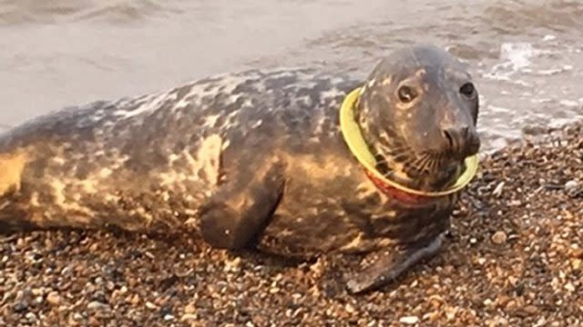 A seal who got a yellow Frisbee trapped round her neck and has finally had it removed after half a year (Friends of Horsey Seals/PA)