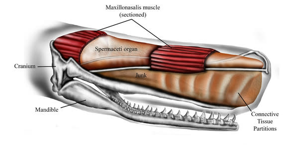 Schematic representation of sperm whale head structure.