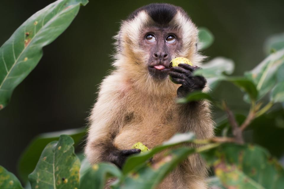 A monkey eats fruit