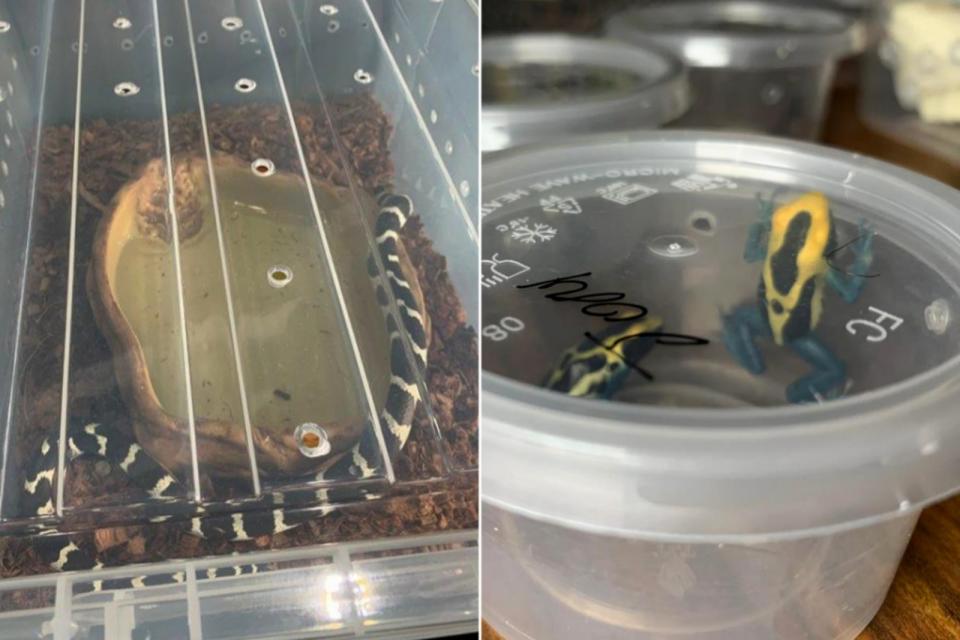 From left: The California Kingsnake kept at Li's home, and the poisonous frog he transported. (Photo: Nparks)