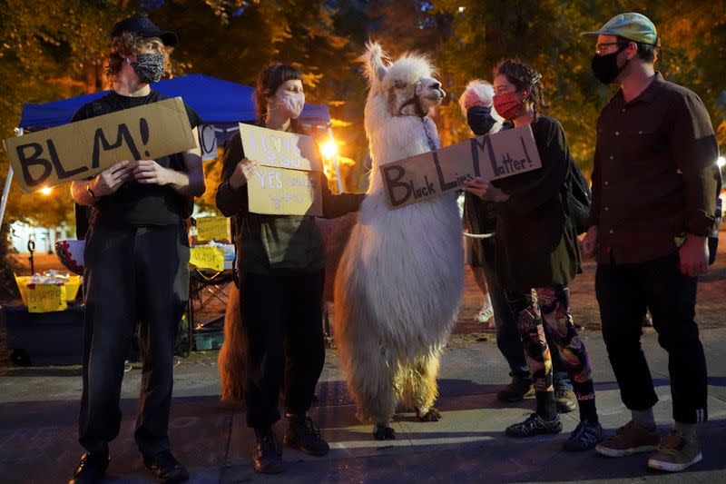 Therapy llama is guided at the site of ongoing protests in Portland